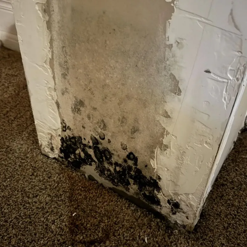 Professional Mold Removal in Warner, OK